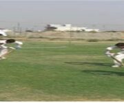 Cricket Training Academy in Greater Noida West