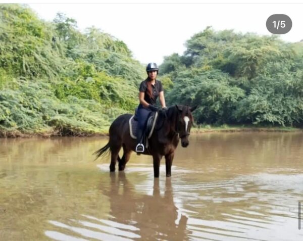 Duke Horse Riding Club Gurgaon - Image 6