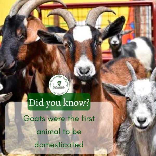 Farmus -Animal Farms in Sector 67 Gurugram